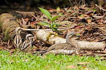 Bush stone curlew (Burhinus grallarius) adult with young chicks, Queensland, Australia