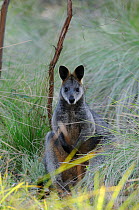 Swamp wallaby (Wallabia bicolor) New South Wales, Australia