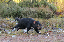 Tasmanian Devil (Sarcophilus harrisii) running, Cradle Mountain, Tasmania, Australia