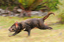 Tasmanian Devil (Sarcophilus harrisii) running blur, Cradle Mountain, Tasmania, Australia