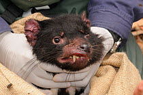 Tasmanian Devil (Sarcophilus harrisii) captive creature with cancer - Devil facial tumour disease (DFTD) Cradle Mountain, Tasmania