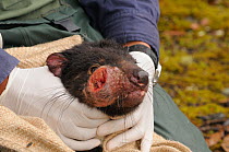 Tasmanian Devil (Sarcophilus harrisii) captive creature with facial cancer - Devil facial tumour disease (DFTD) Cradle Mountain, Tasmania