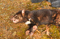 Tasmanian Devil (Sarcophilus harrisii) euthanized by a vet following serious devil cancer - Devil facial tumour disease (DFTD) Cradle Mountain, Tasmania