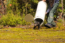 Tasmanian Devil (Sarcophilus harrisii) being released following trapping program for DFTD - Devil Facial Tumour Disease, Cradle Mountain, Tasmania, Australia