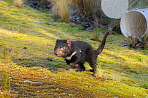 Tasmanian Devil (Sarcophilus harrisii) being released following trapping program for DFTD - Devil Facial Tumour Disease, Cradle Mountain, Tasmania, Australia