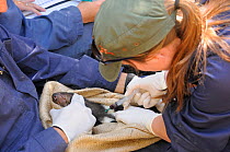 Tasmanian Devil (Sarcophilus harrisii) scientists working on devil with cancer (DFTD) Devil Facial Tumour Disease, Cradle Mountain, Tasmania, Australia