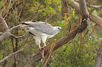 White bellied Sea eagle (Haliaeetus leucogaster) adult in tree eating fish, Tasmania, Australia