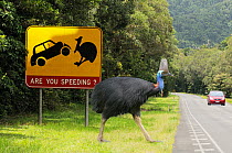 Southern cassowary (Casuarius casuarius) adult male crossing road near road warning sign, World Heritage National Park rainforest of the Wet Tropics, north Queensland, Australia, digital composite