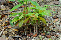 Seeds contained in faeces of Southern cassowary (Casuarius casuarius) sprouting on rainforest floor, World Heritage National Park rainforest of the Wet Tropics, north Queensland, Australia