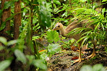Southern cassowary (Casuarius casuarius) chick in rainforest, World Heritage National Park rainforest of the Wet Tropics, north Queensland, Australia