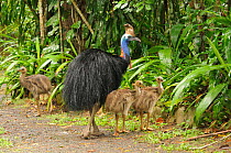 Southern cassowary (Casuarius casuarius) adult male with three chicks, World Heritage National Park rainforest of the Wet Tropics, north Queensland, Australia, digitally manipulated