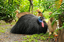 Southern cassowary (Casuarius casuarius) adult male with three chicks, World Heritage National Park rainforest of the Wet Tropics, north Queensland, Australia