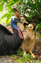 Southern cassowary (Casuarius casuarius) adult male with chicks, World Heritage National Park rainforest of the Wet Tropics, north Queensland, Australia