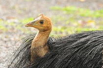 Southern cassowary (Casuarius casuarius) chick amongst feathers of adult, World Heritage National Park rainforest of the Wet Tropics, north Queensland, Australia