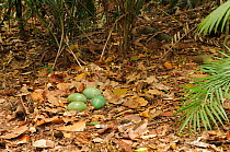 Southern Cassowary (Casuarius casuarius) nest with four eggs, World Heritage National Park rainforest of the Wet Tropics, north Queensland, Australia