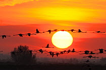 Greater flamingos (Phoenicopterus ruber) in flight at dawn, Camargue, France