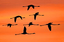 Greater flamingos (Phoenicopterus ruber) in flight at dawn, Camargue, France, digitally manipulated