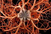 Close up of deepsea Basket star (Gorgonocephalus sp) from coral seamount, SW Indian Ridge, Indian Ocean, December 2011
