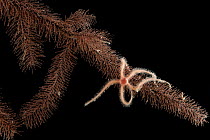 Brittle star (Opiuroidea) on black coral,  from coral seamount, SW Indian Ridge, Indian Ocean, December 2011