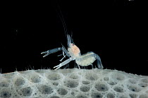 Gravid female Glass / Ghost shrimp on Glass sponge (Hexactinellida)  from coral seamount, SW Indian Ridge, Indian Ocean, December 2011