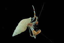 Deepsea Hermit crab (Paguroidea) from coral seamount, SW Indian Ridge, Indian Ocean, December 2011