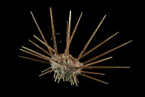 Pencil urchin (Cidaroidea) from coral seamount, SW Indian Ridge, Indian Ocean, December 2011