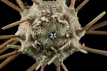 Close up of Pencil urchin (Cidaroidea) from coral seamount, SW Indian Ridge, Indian Ocean, December 2011