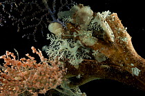 Stylasterid coral (Stylaster sp) and primnoid corals, from coral seamount, SW Indian Ridge, Indian Ocean, December 2011