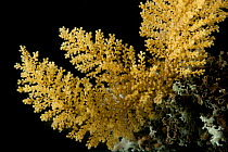 Soft primnoid coral, from coral seamount, SW Indian Ridge, Indian Ocean, December 2011