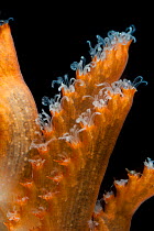Close up of Sea pen (Pennatulacea) from coral seamount, SW Indian Ridge, Indian Ocean, December 2011