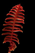 Sea pen (Pennatulacea) from coral seamount, SW Indian Ridge, Indian Ocean, December 2011