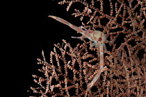 Squat lobster (Galatheidae) on black fan coral, from coral seamount, SW Indian Ridge, Indian Ocean, December 2011