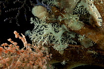Stylasterid coral (Stylaster sp) and primnoid corals, from coral seamount, SW Indian Ridge, Indian Ocean, December 2011