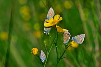 Common blue butterfly (Polyommatus icarus) at rest on buttercup, Dorset, UK May.