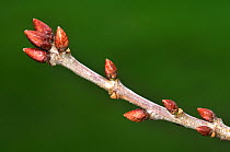 English oak tree (Quercus robur) close up of twig in winter showing buds, Dorset, UK January.
