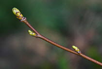 Wild service tree (Sorbus torminalis) close up of twig in spring, Dorset, UK April.