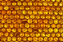 Close up of honeycomb from Honey bee hive (Apis mellifera) showing hexagonal pattern of cells filled with liquid honey, Qatar, Arabian Gulf, May
