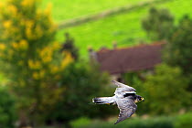 Peregrine falcon (Falco peregrinus) trained bird, adult male, in flight carrying a data logger on its back to provide information on flight speed, angle and G force,  Somerset, UK. September 2011