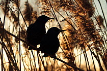 Common starling (Sturnus vulgaris) two adults silhouetted perched among reeds (Phragmites communis). Reed beds are commonly used as roost sites for Starlings in winter. Somerset, UK, March 2011. Capti...