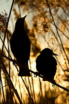 Common starling (Sturnus vulgaris) two adults silhouetted perched among reeds (Phragmites communis). Reed beds are commonly used as roost sites for Starlings in winter. Somerset, UK, March 2011. Capti...