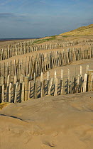 Coastal conservation in action, stabilising fore mobile dunes with chestnut fencing, carried out by Sefton Borough Council, Merseyside, UK 2012