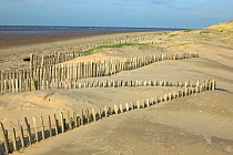 Coastal conservation in action, stabilising fore mobile dunes with chestnut fencing, carried out by Sefton Borough Council, Merseyside, UK 2012