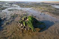 Remains of submerged peat forest, 3-4,000 year old indicating a lower sea level in inter glacial period, Crosby, Merseryside, UK 2012