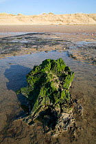 Remains of submerged peat forest, 3-4,000 year old indicating a lower sea level in inter glacial period, Crosby, Merseryside, UK 2012