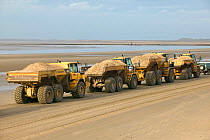 Dumper trucks translocating destroyed sand dune along beach from Crosby to Hightown where it is used to create engineered sand dune which will erode naturally and raise level of beach.  This will help...