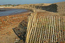 Reconstructed sand dune, reprofiled by engineering project, experiencing significant erosion by high tides and wind erosion.  Sand dune moved from Crosby to Hightown to prevent coastal innundation to...