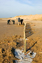 Conservation workers from Sefton Borough Council reparing coastal defence, inadvisedly erected to protect reconstructed sand dune after high tide and wind erosion, Merseyside, UK 2012