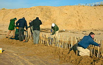 Conservation workers from Sefton Borough Council reparing coastal defence, inadvisedly erected to protect reconstructed sand dune after high tide and wind erosion, Merseyside, UK 2012