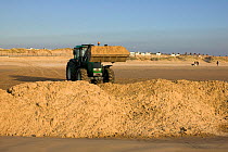 Sand being deposited from eroded sand dune to maintain high level of beach and prevent coastal erosion of sand dunes and sea level rise on beach at Crosby, adjoining Anthony Gormley 'Another Place ' s...