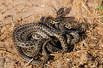 Rhombic / Spotted skaapsteker (Psammophylax rhombeatus) babies basking together, pre-moult, DeHoop Nature Reserve, Western Cape, South Africa, February
